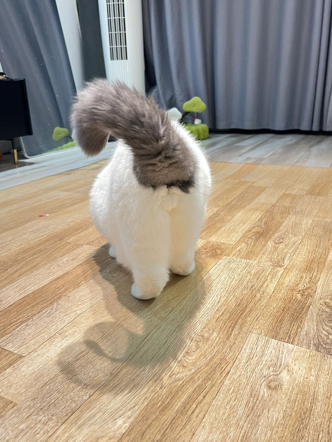 猪咪大秀自己小铃铛🔔