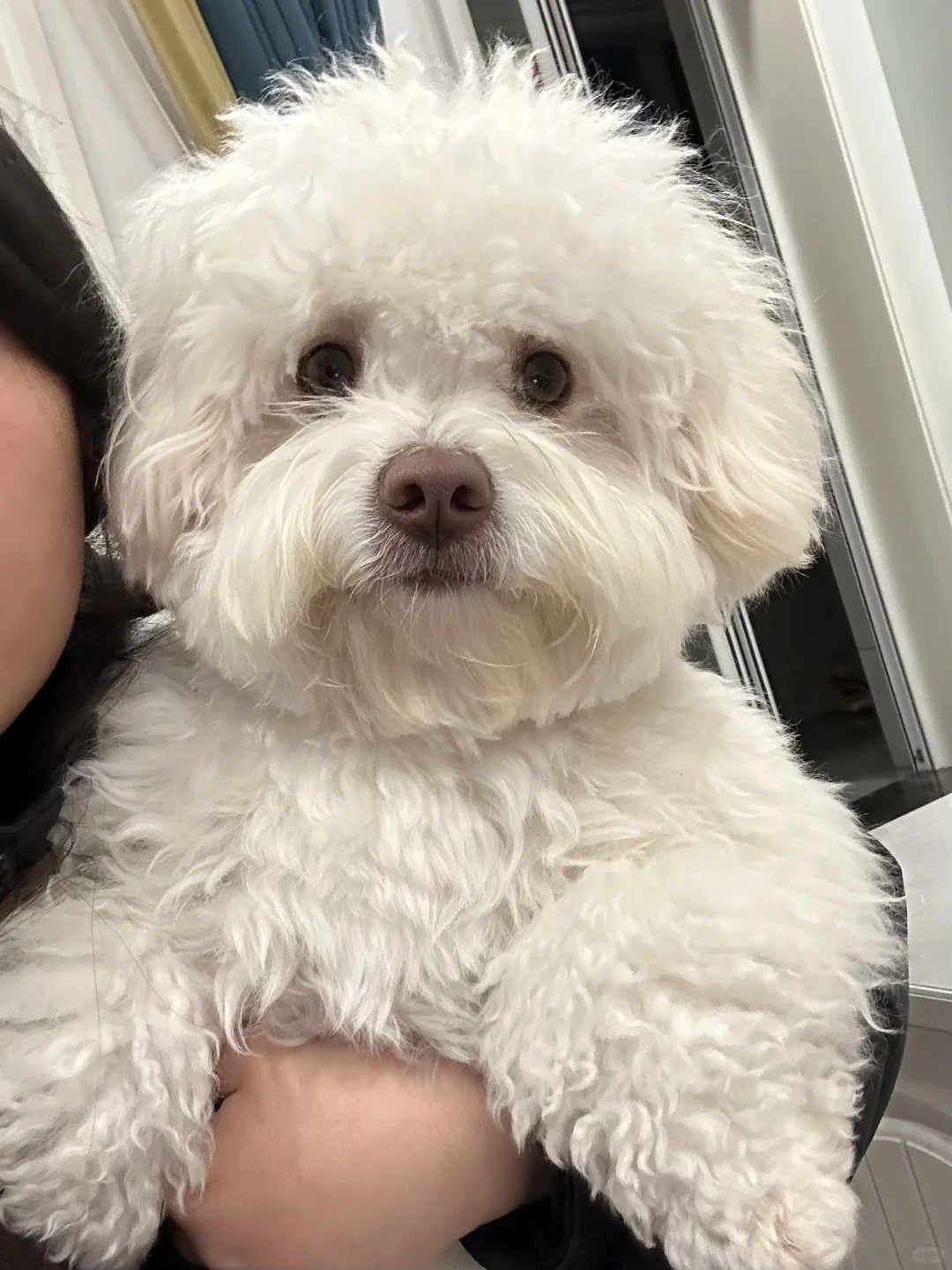 我家小狗怎么哼哼唧唧的