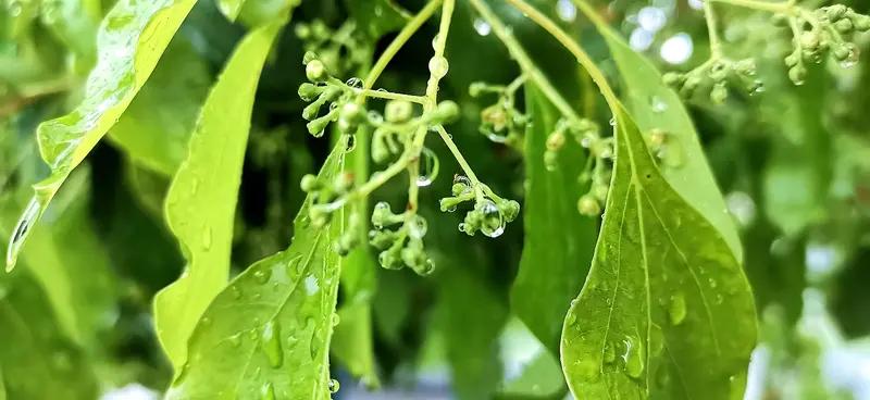 上联：夏雨微润绿盎然，诚邀下联冬雪轻飘白写意