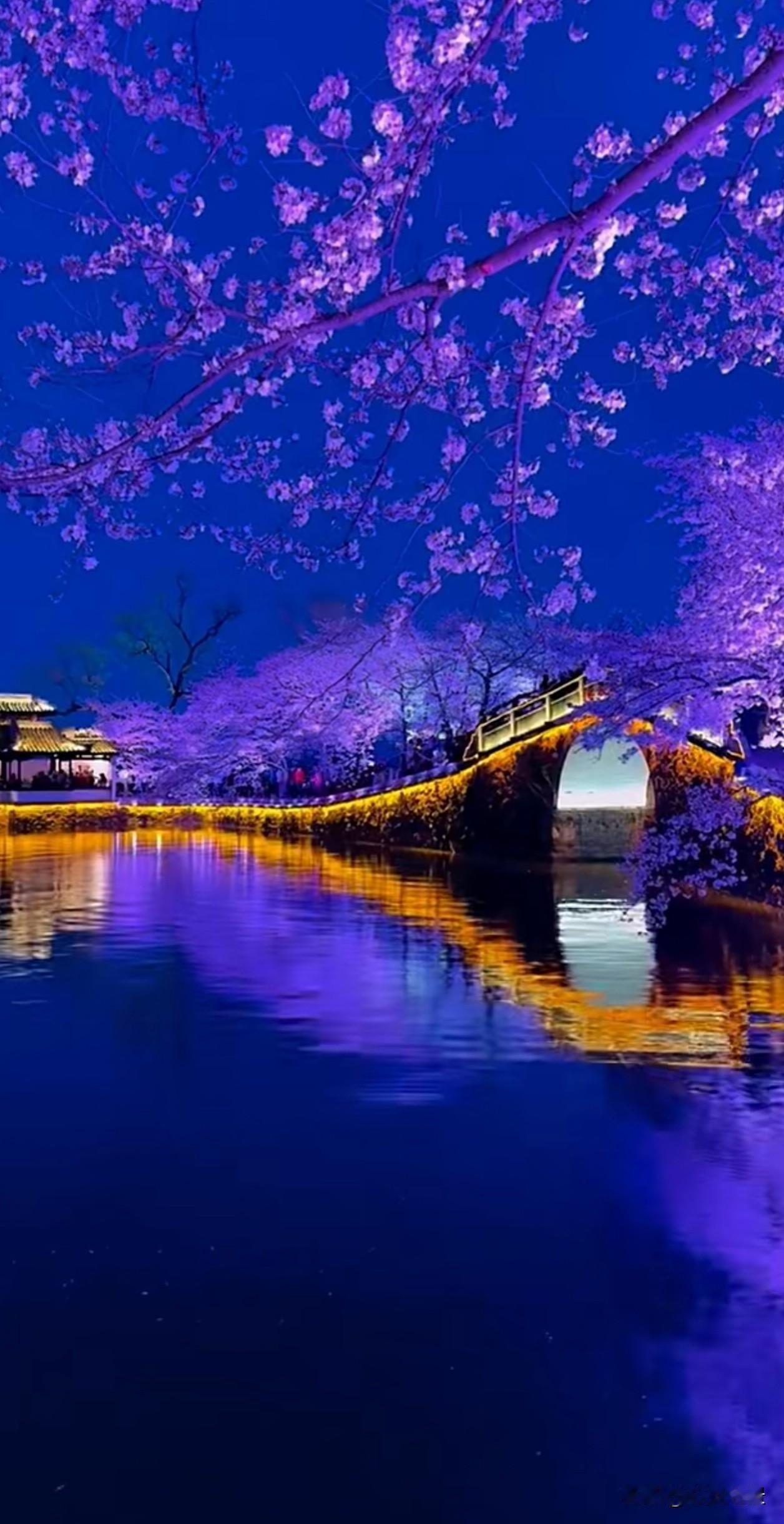 当夜幕落下，樱花被灯光染成温柔的紫，小桥流水都浸在一片朦胧的浪漫里。原来慢下来，