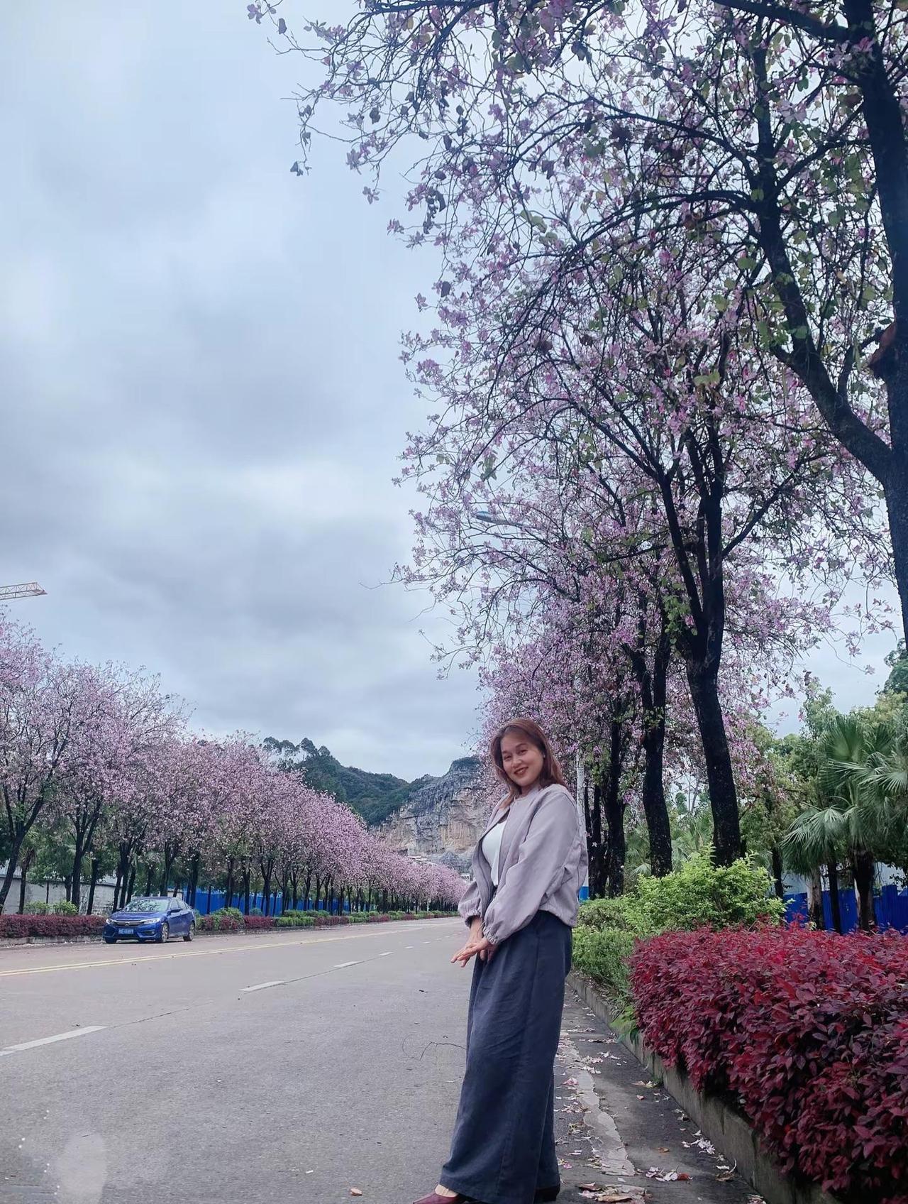 日子琐碎，但总有一些温柔的瞬间能治愈你……日常随拍 紫荆花🌸