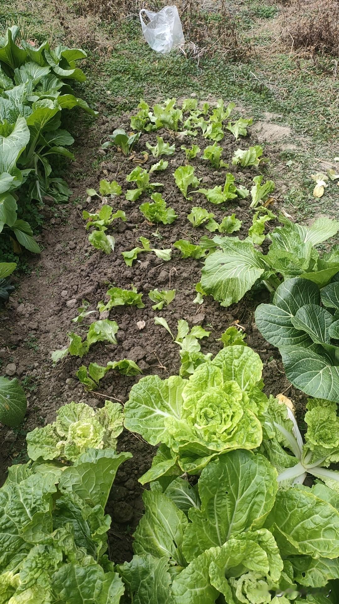 现在这个社会，努力了起码成功一半以上，不努力就只能喝稀饭