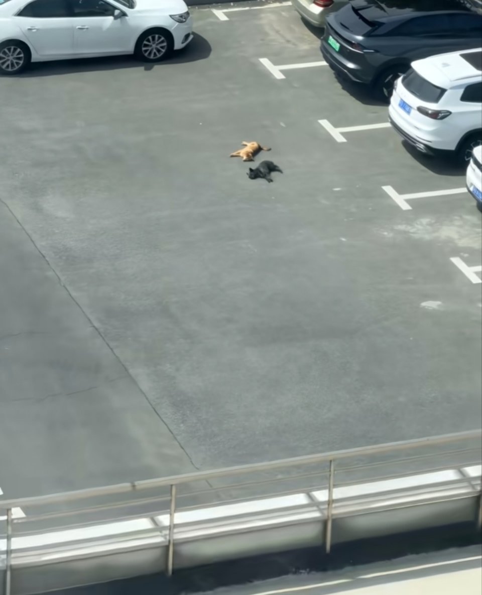 还以为狗狗悬空了