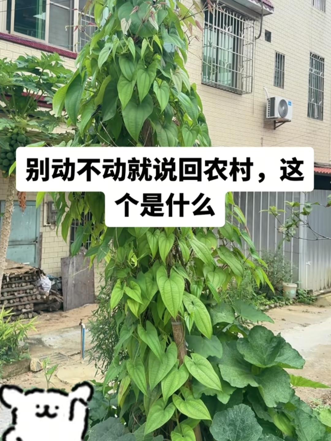 别总随口念叨着动不动就回农村过日子，你认得这个植物吗？

它是山药的近亲，正式学