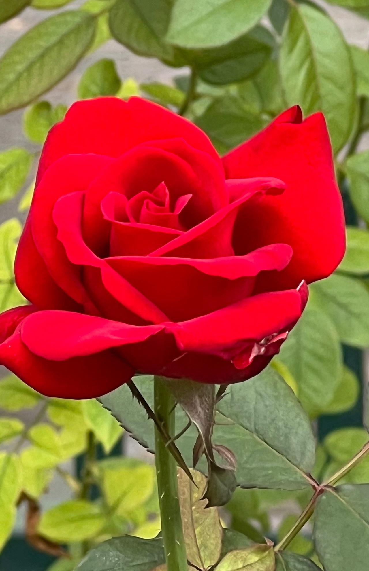 分享美丽玫瑰花春日赏花：一朵娇艳欲滴的红玫瑰，绽放在幽静的花园中。晒图笔记大赛 