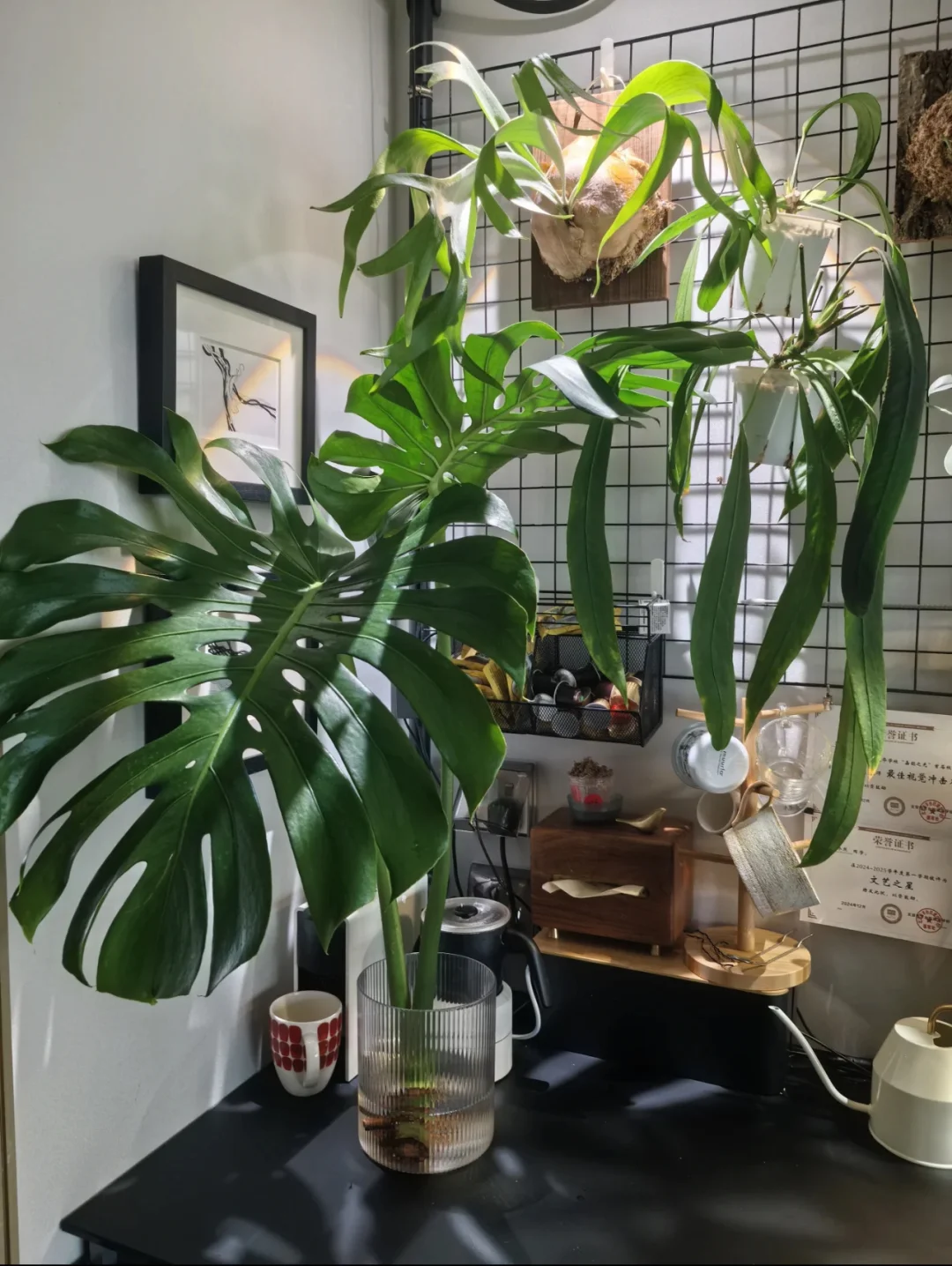龟背竹客户晒图🌿真的太美啦