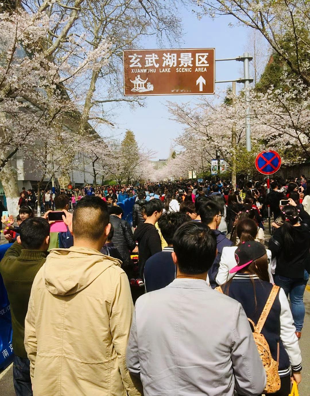 南京鸡鸣寺樱花树下人比花多周末的北京东路、鸡鸣寺道路两旁，赏樱的人潮一波高过一波