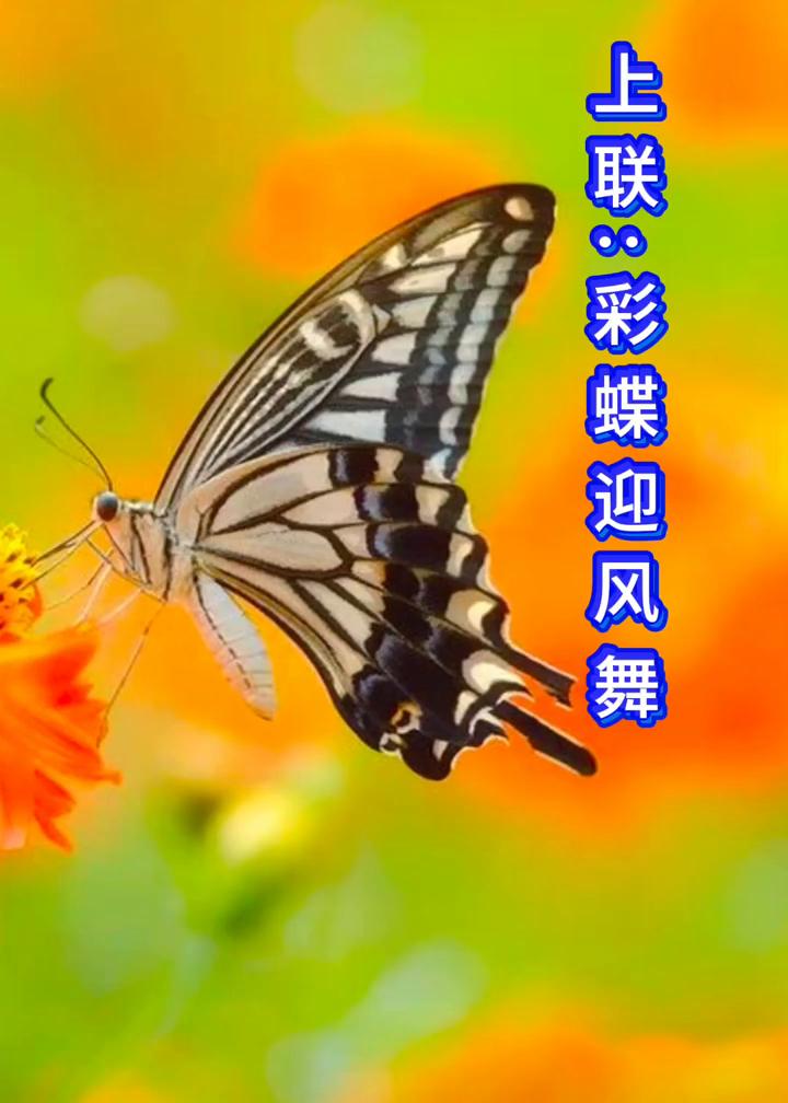 上联：彩蝶迎风舞。