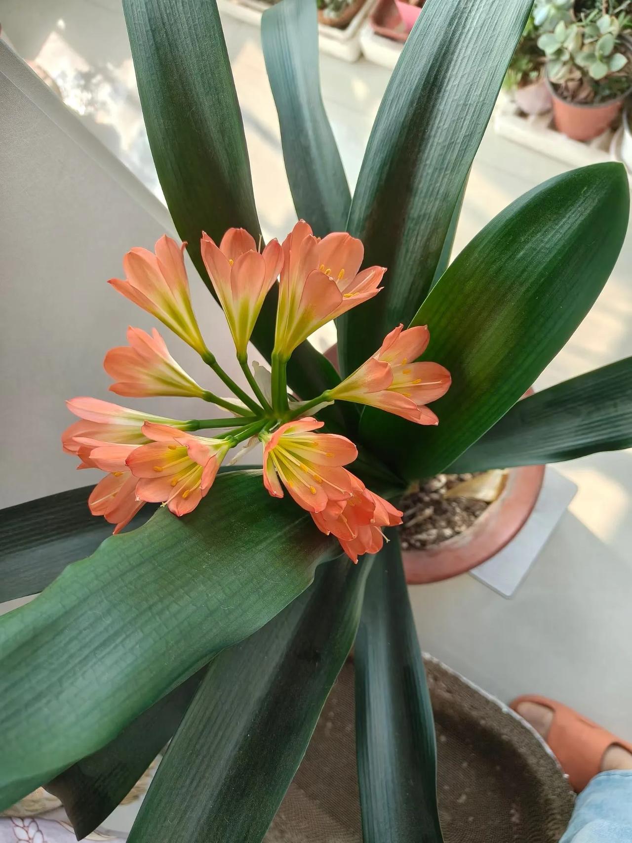 好喜欢的花儿