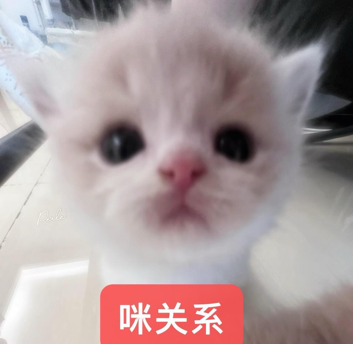 已经看到杨迪、武艺、黄子弘凡的忙忙碌碌寻宝藏2上班图了，我们王安宇田曦薇在哪里?