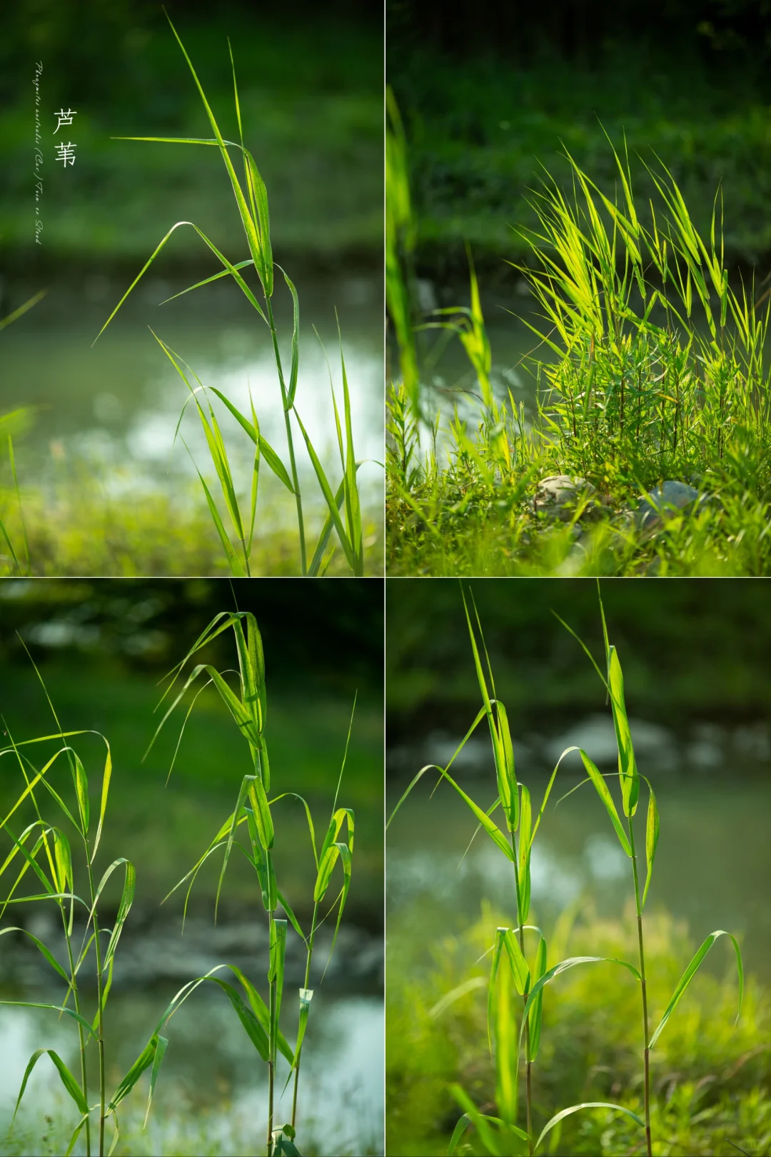 绿色是治愈系的颜色|初夏的芦苇