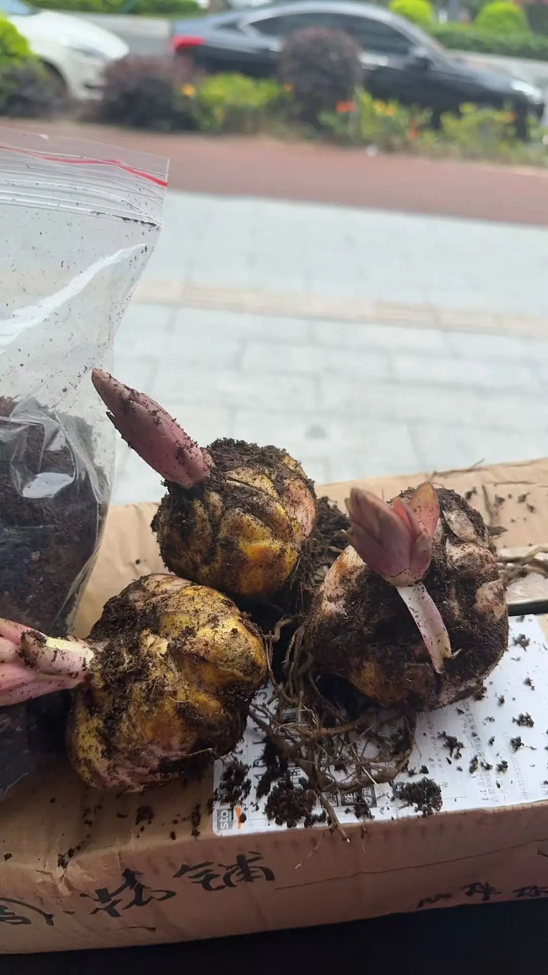 买的这3个百合花种球怎么样？百合花种了一批又一批，期待花开。