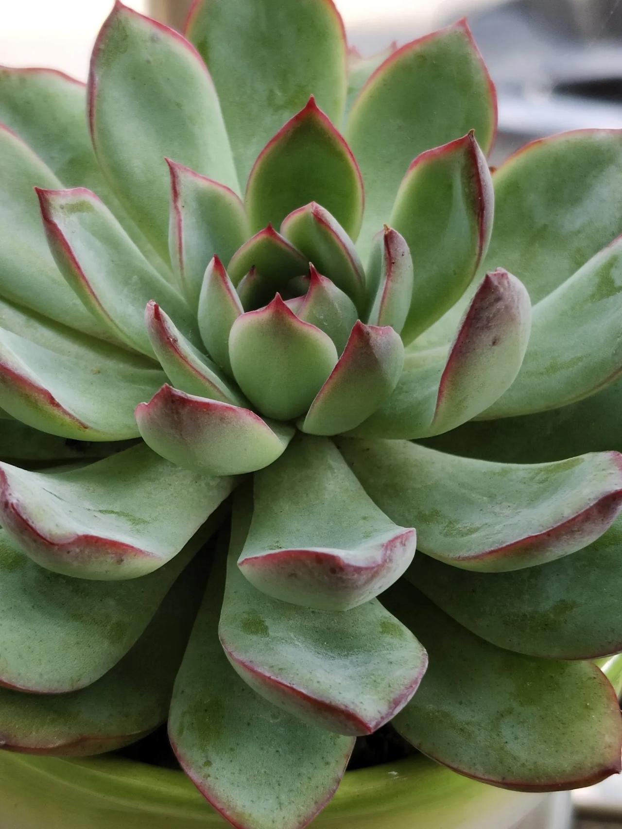 记录秋天最美多肉