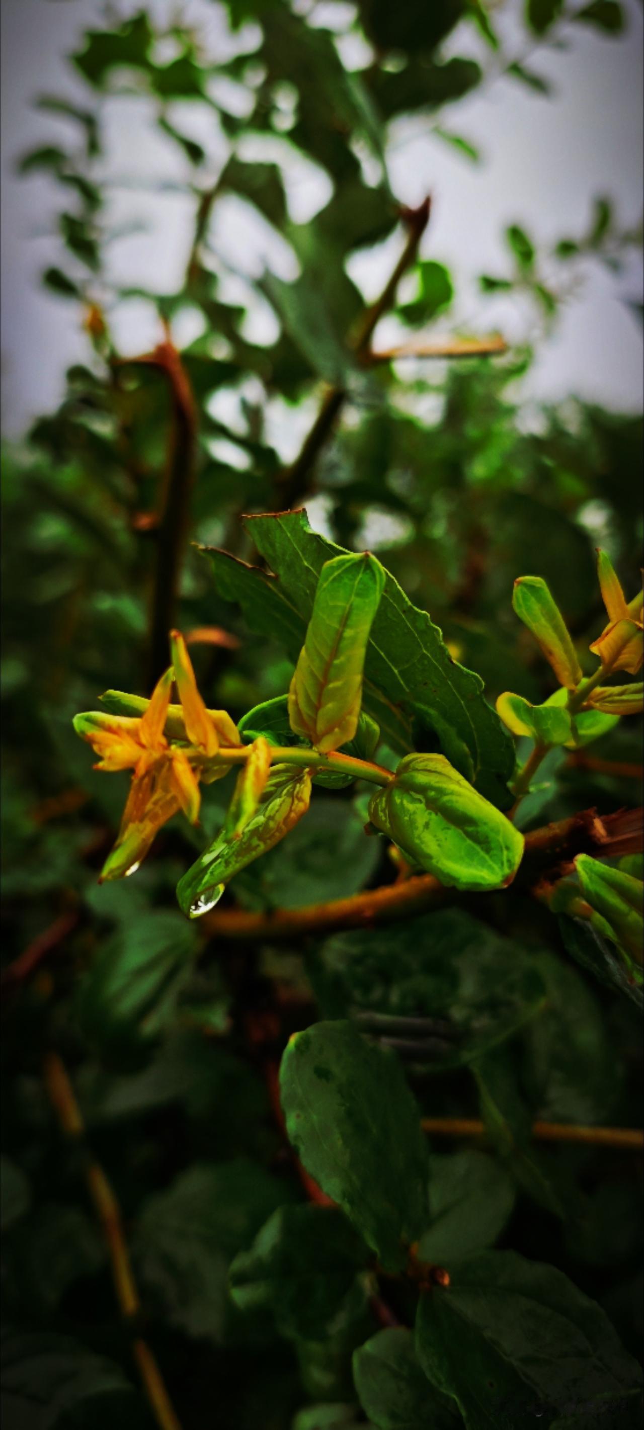 过了端午就是夏至遇见父亲节，日子也由炎热闷胀转换成雨声飒沓。听一场夏雨的欢乐，会