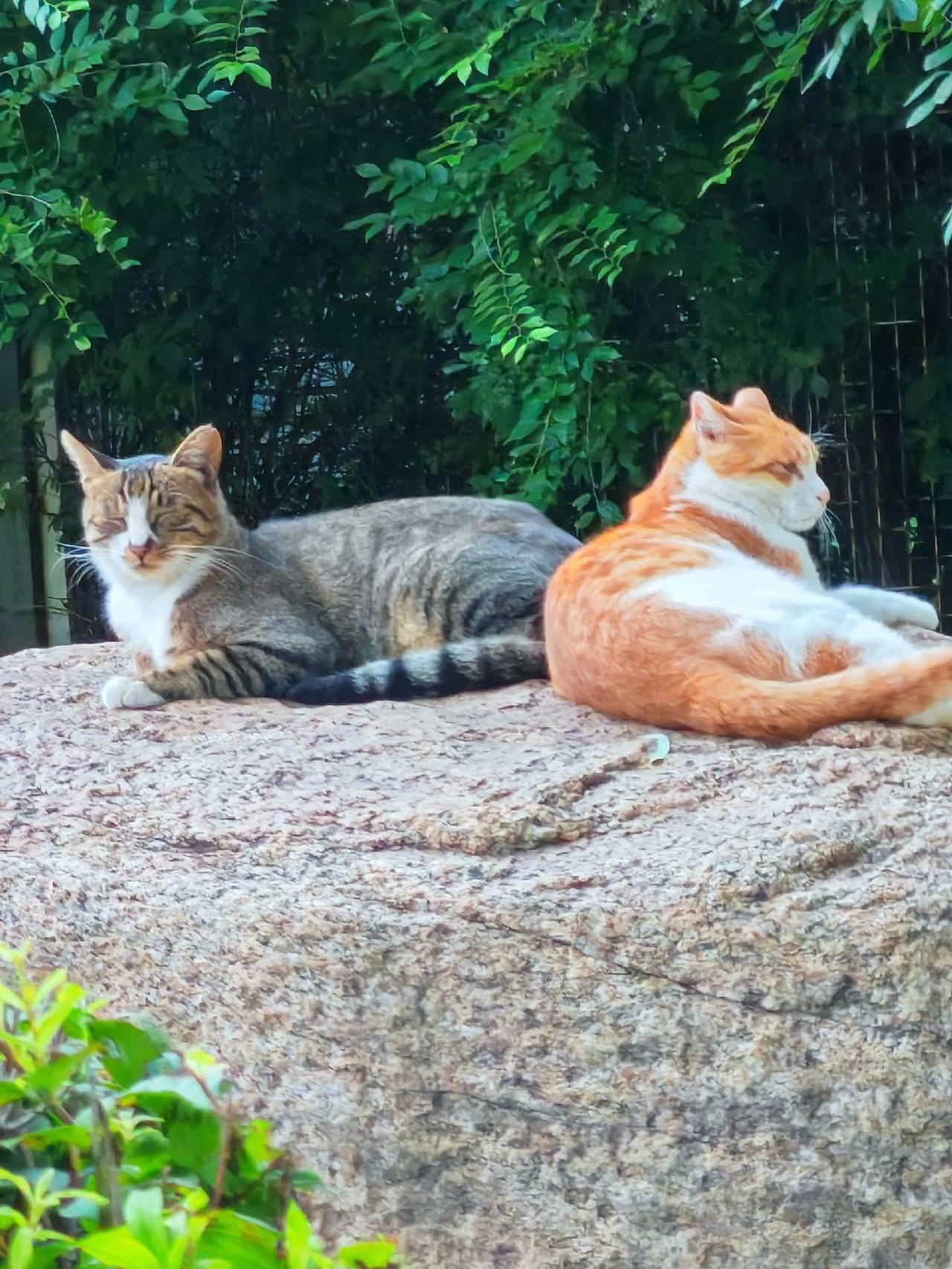 路边偶遇小野猫
