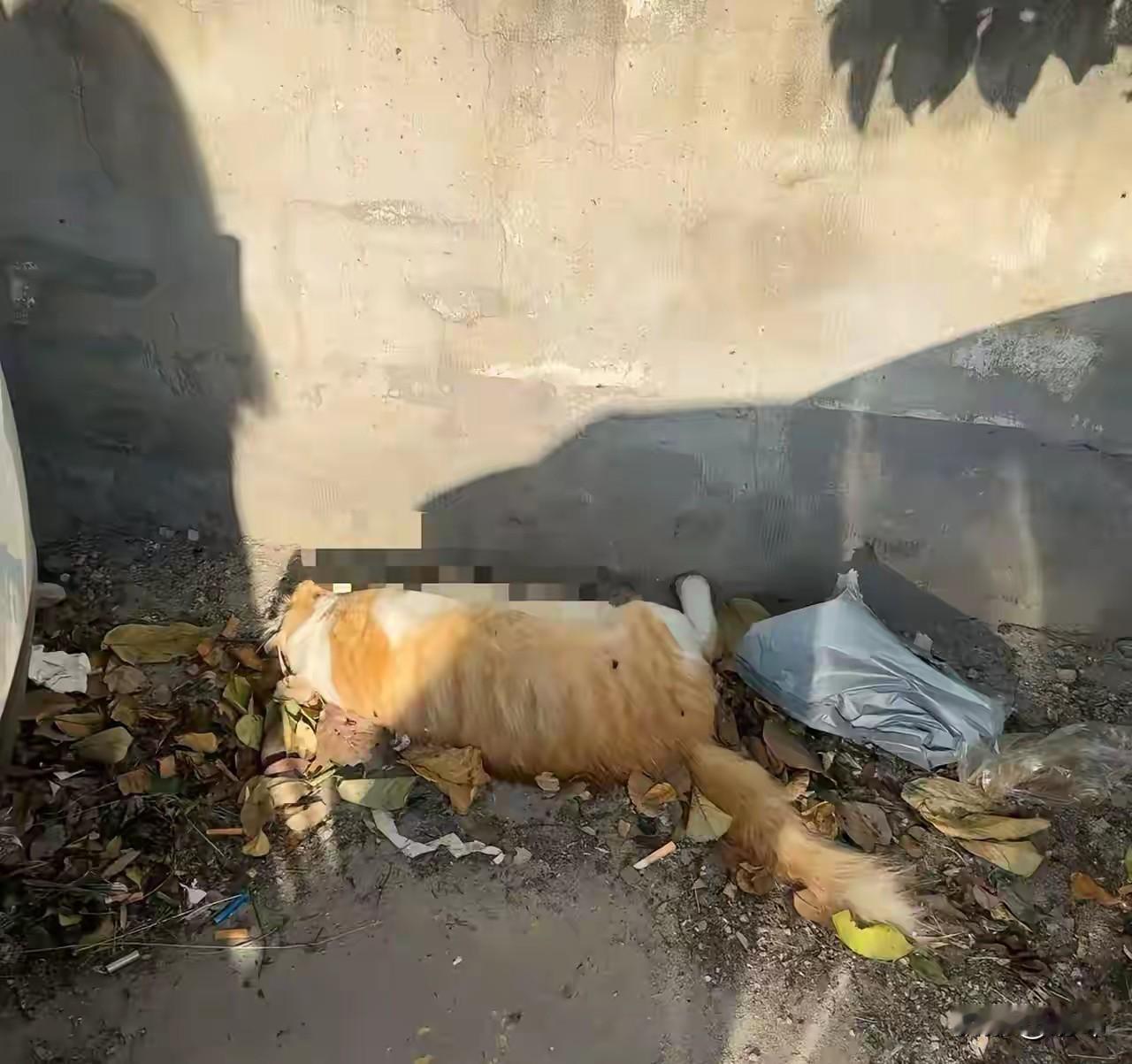 太可怜了！这天一位小姐姐去散步，当她走到一棵枇杷树附近的时候，看到非常凄惨的一幕