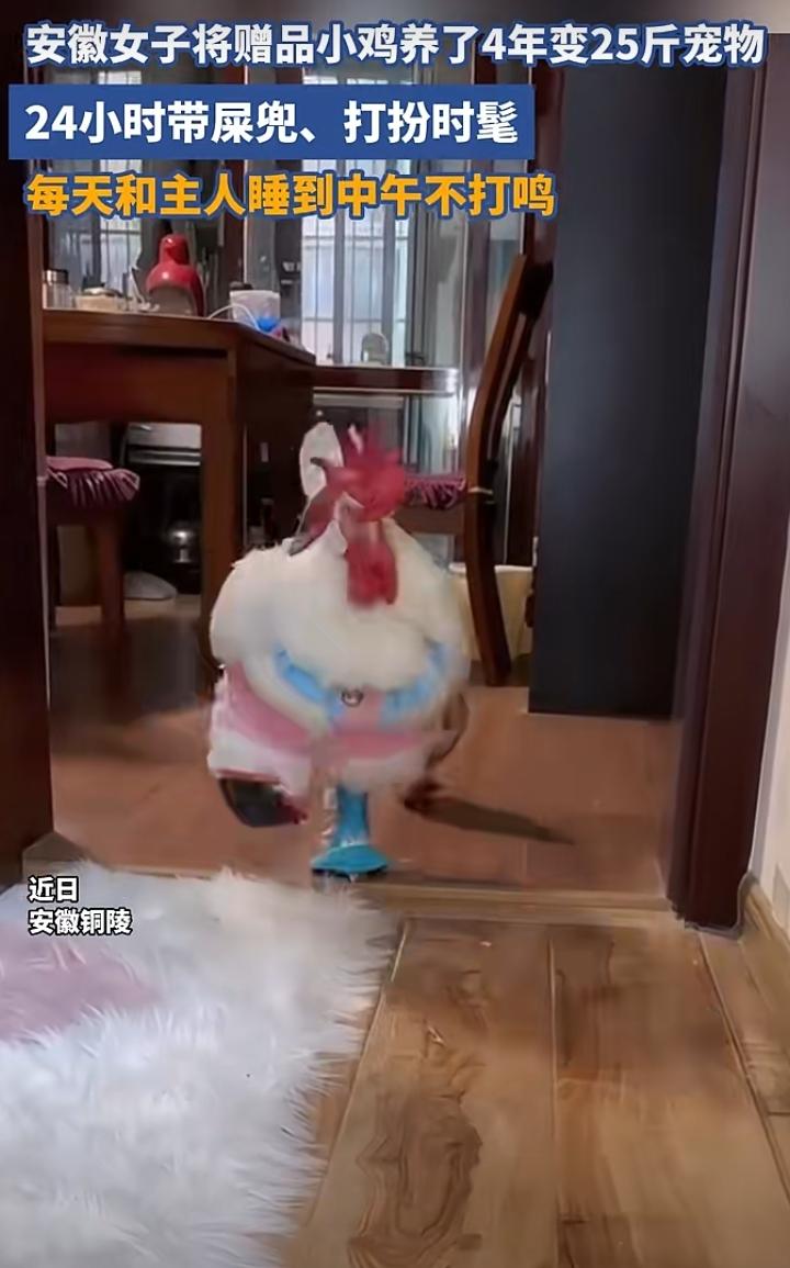安徽铜陵这只宠物公鸡直接出圈！当初只是买东西附赠的一只小鸡，女主人养了整整四年，