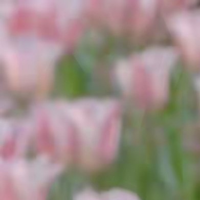 浅冬，薄念，岁月，安然，只是，心底无处安放的想念，一点点啃噬着生命的光影，浅冬，