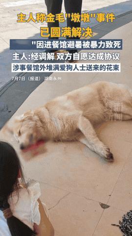 “太离奇！”金毛“李墩墩”事件落幕，狗主人最新回应：“经协调,双方自愿达成协议事