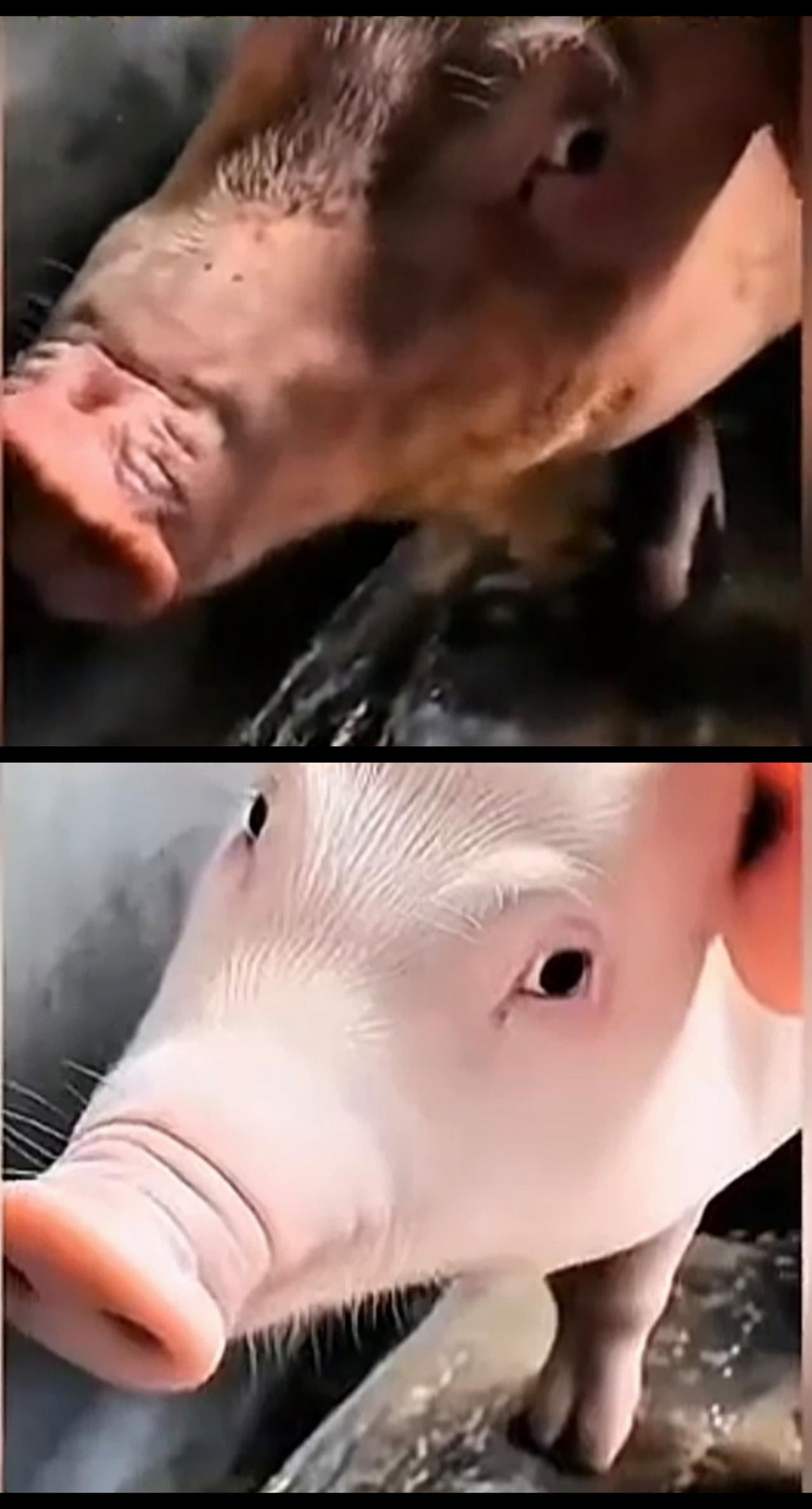 这年头，一头猪开了美颜，也忍不住想抱回家，这美颜的魔力可见一斑。