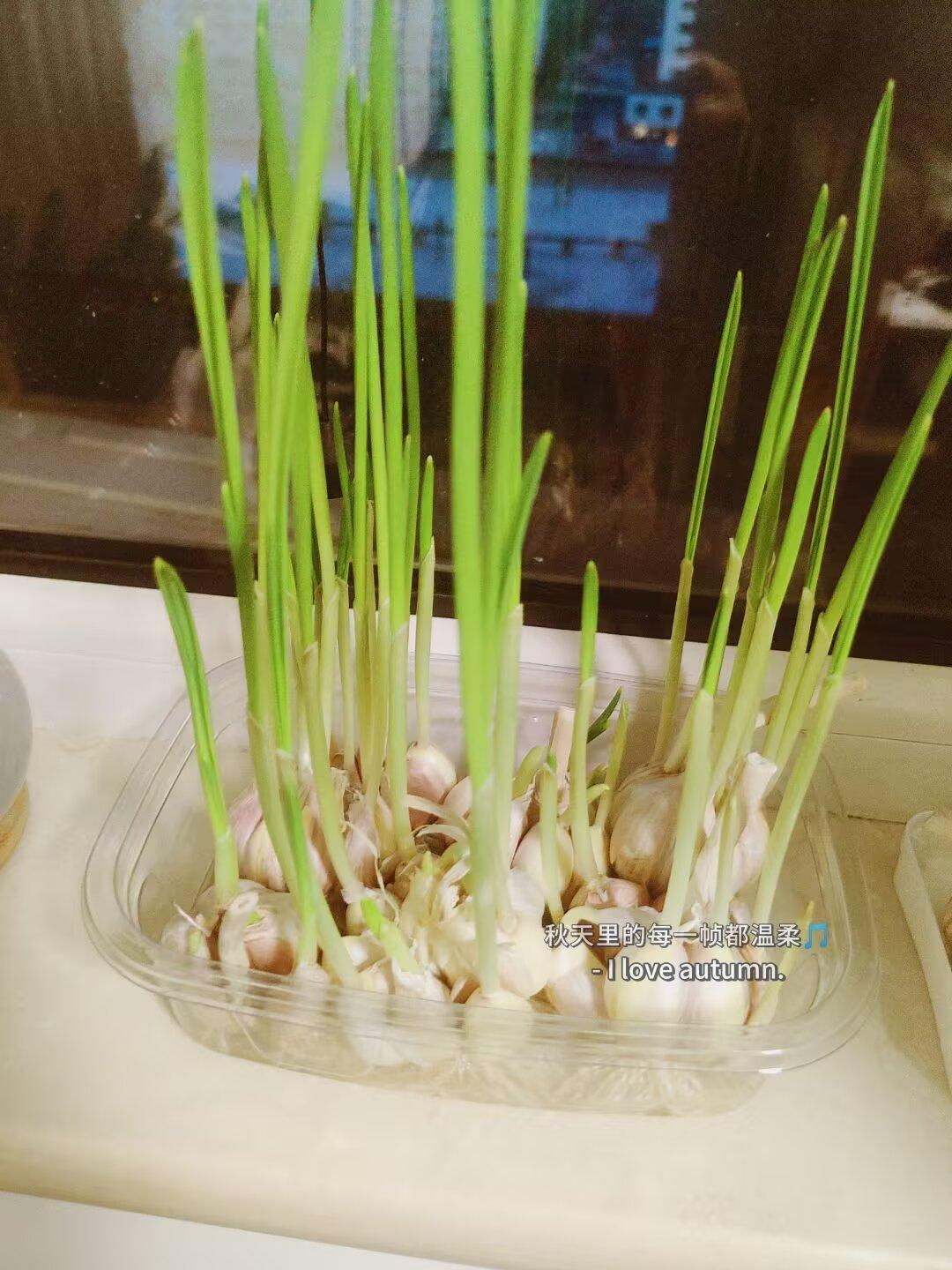 丰田王牌智混荣放15.18万起