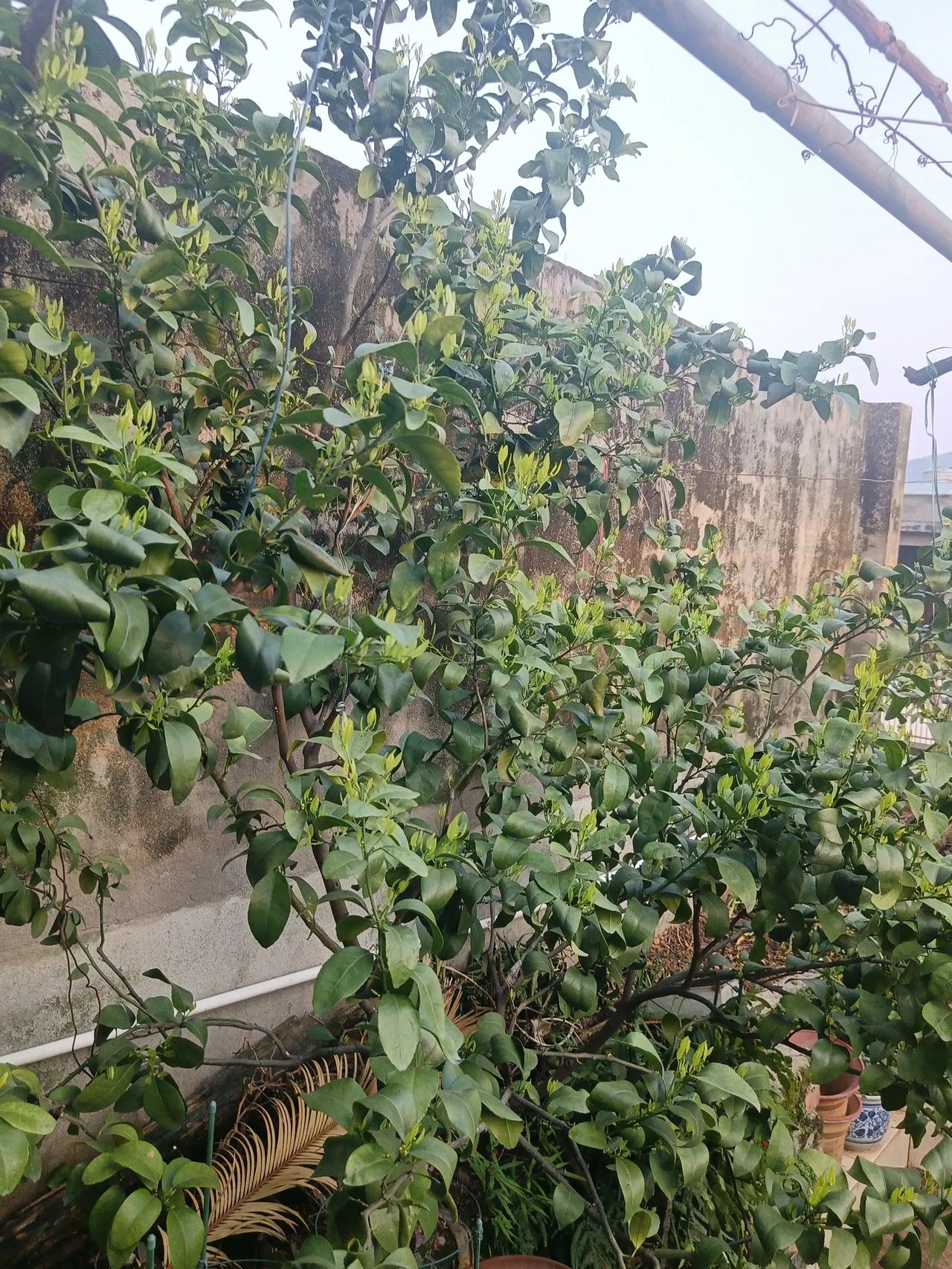 我家阳台上的春天＇