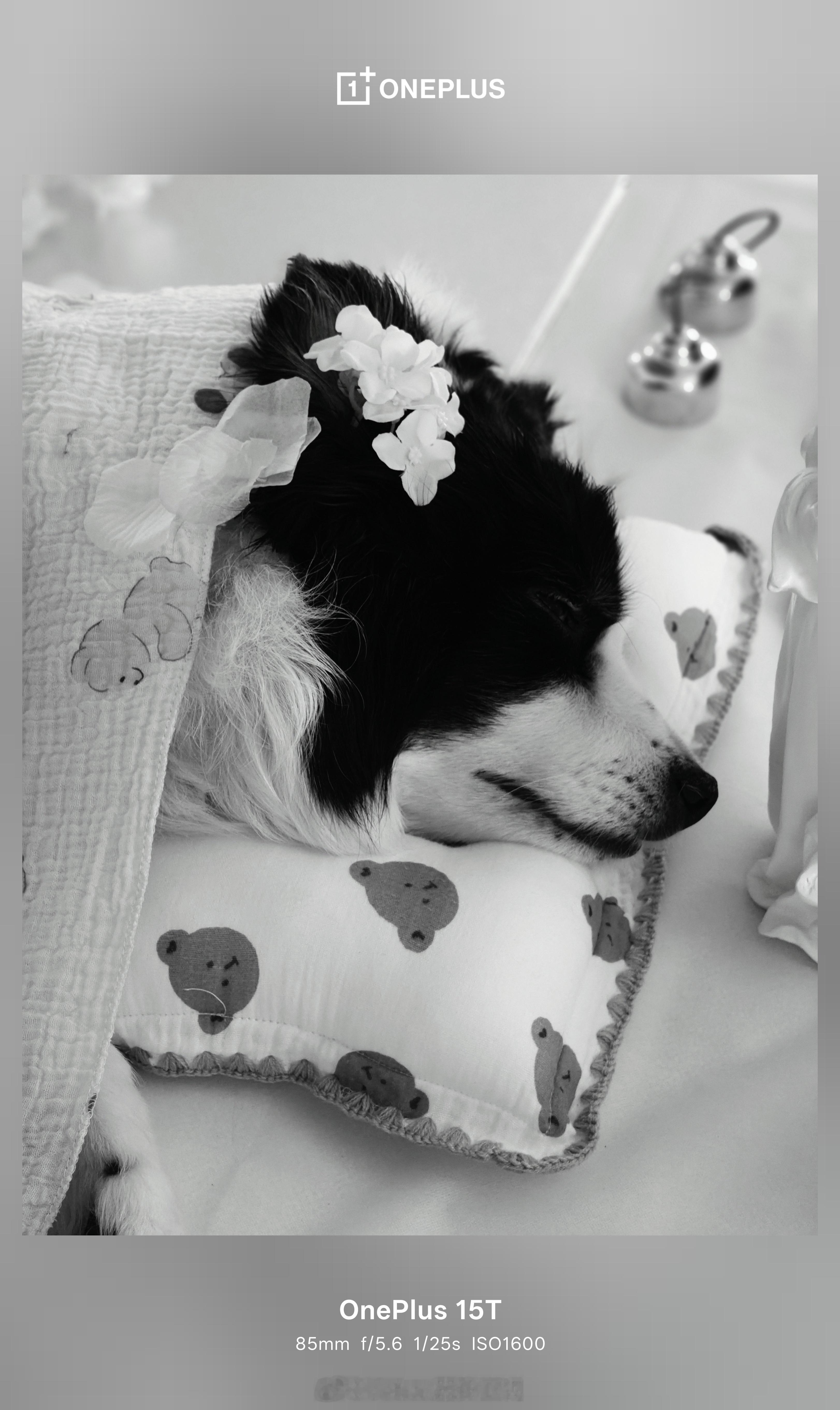 亲爱的杜比，再见了。以前那么爱美的狗狗，走的时候也要让她漂漂亮亮的走。没让黄登登