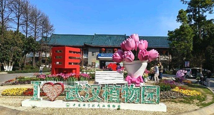 【50万株郁金香泼洒春光 武汉植物园开启满园芳菲】三月的江城，春光正好，一场盛大