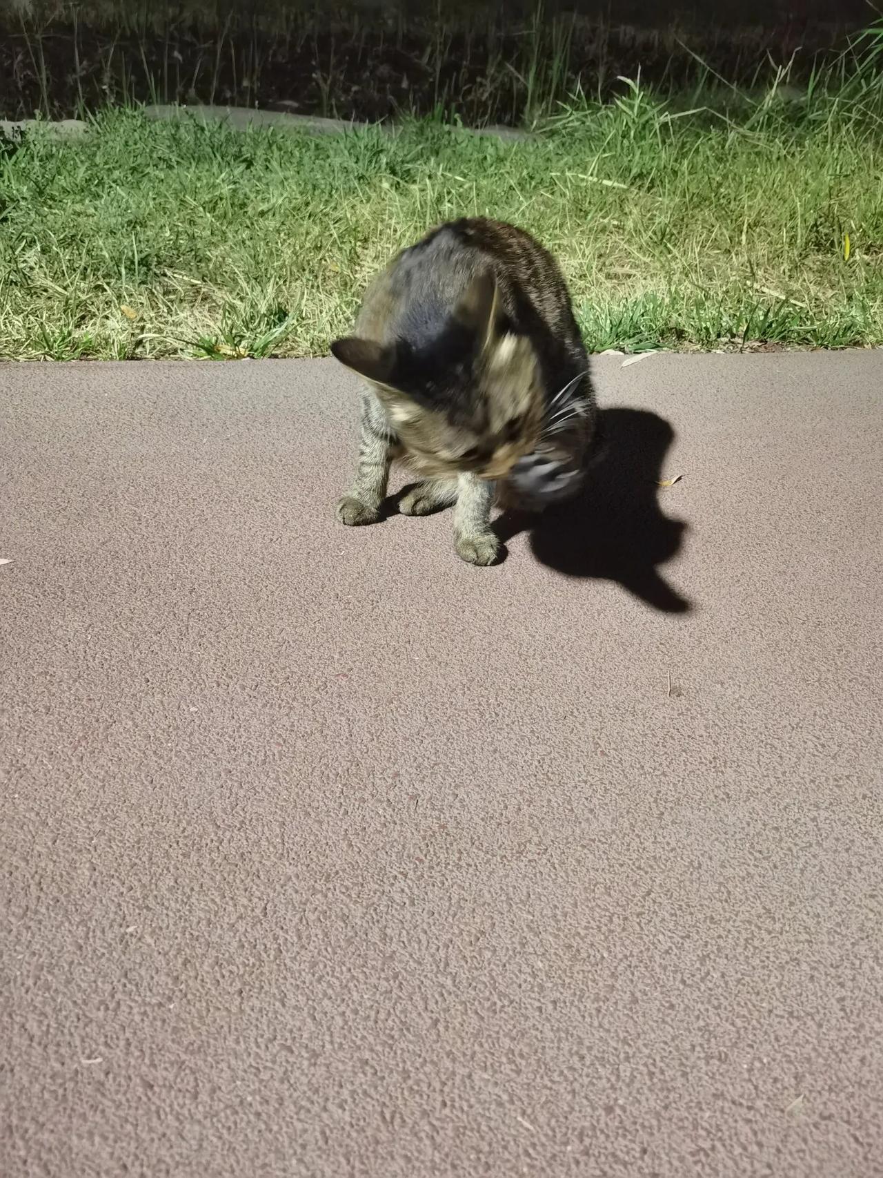 路边碰见一只小猫，大摇大摆的走着，你叫它它还向你走过来，一点都不怕人路边的可爱小