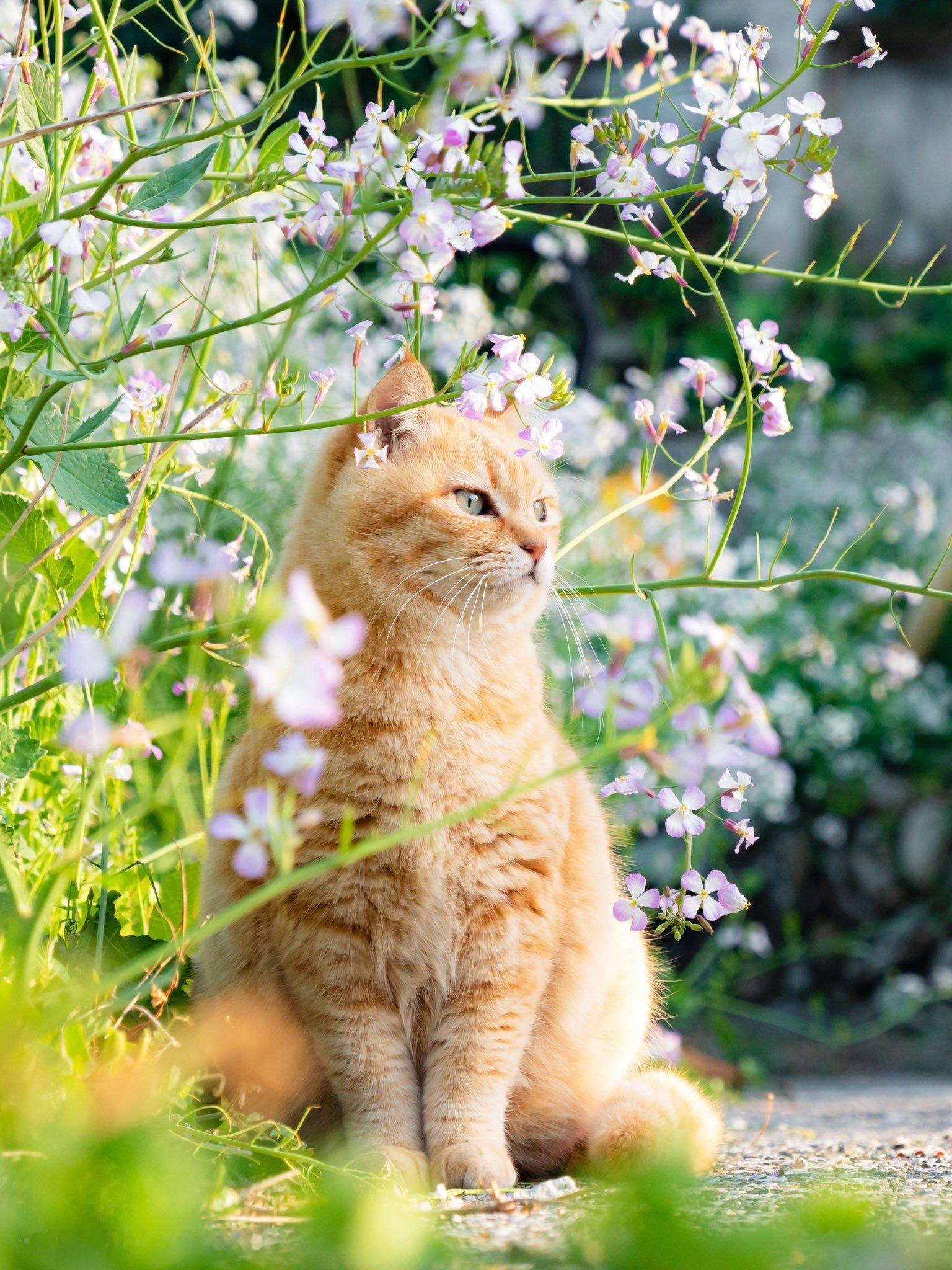 咪依繁花（图源：x.com