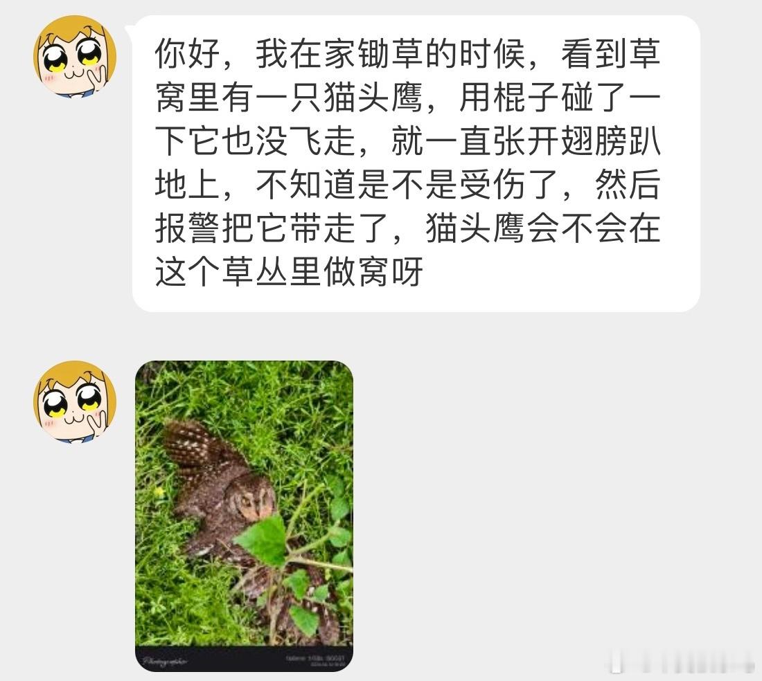 鸟粉投稿 草丛里发现的一只【红角鸮】🦉二级保护鸟类疑似受伤飞不起来，让警察叔叔