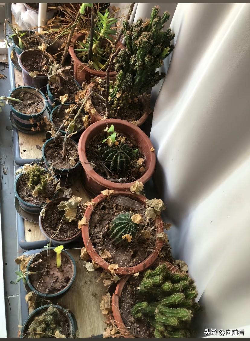 家里的花又一次被我养死完了，我是真想不明白也不服，为啥就养不活花呢！我很想知道什