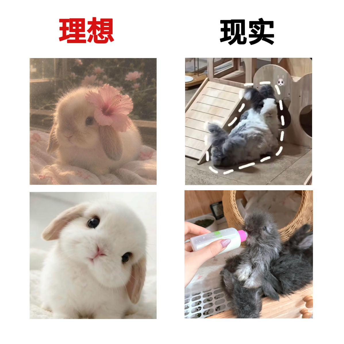 赵露思养兔子： 