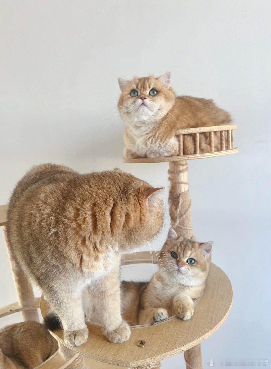 凭实力抢镜头[鼓掌]#转发接龙开新年##萌宠闹新春##猫咪# ​​​