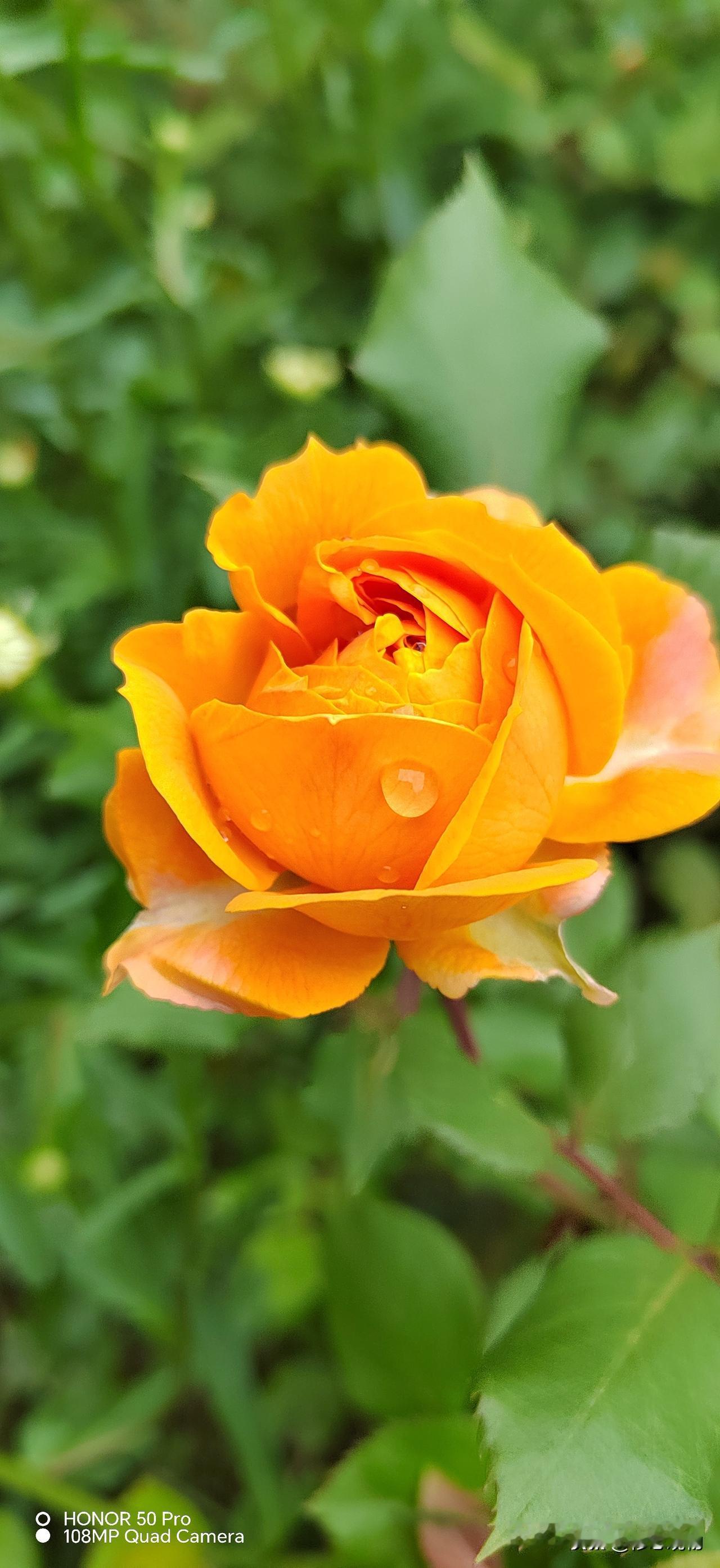 《苏幕遮·橙玫》学填词之六十，词林正韵，钦定词谱
 
釉凝金，绡沁露。
碎剪晴霞