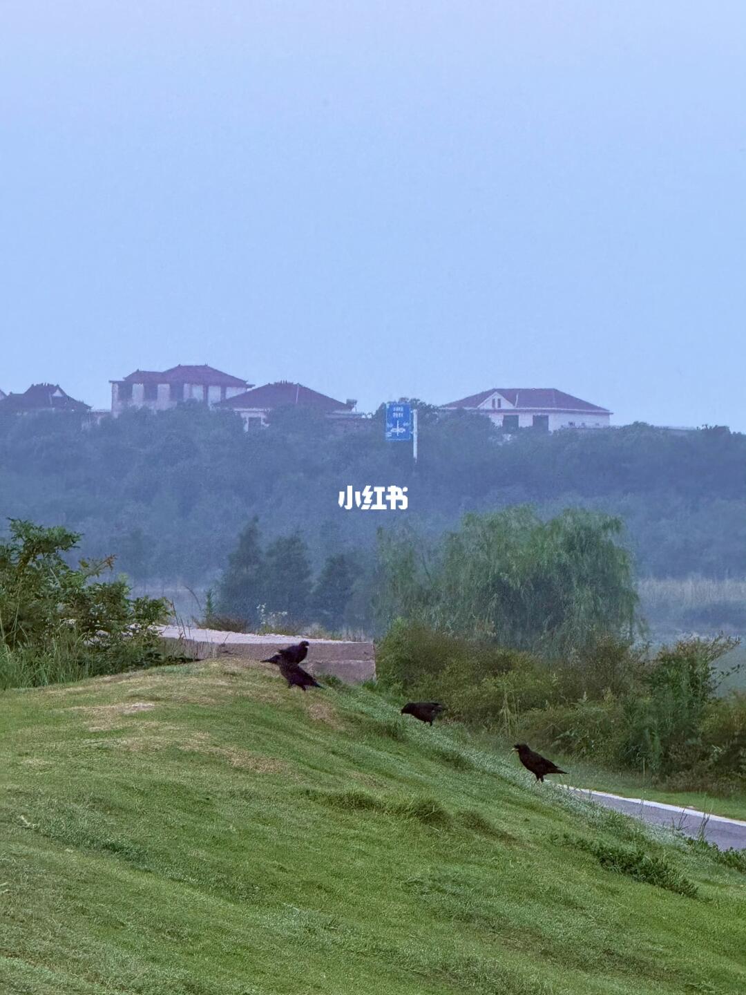 去海边的路上偶遇一群乌鸦🦆🦆🦆