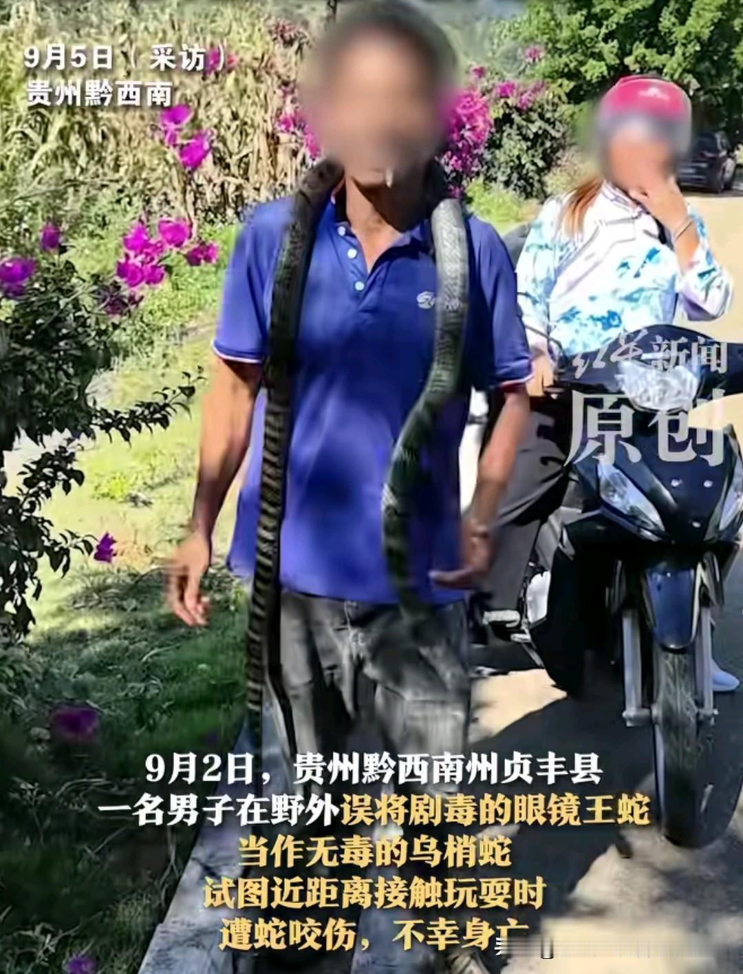 胆子真大啊！贵州一名男子竟然将野生的眼镜王蛇当作宠物，直接套在脖子上，还随意的去