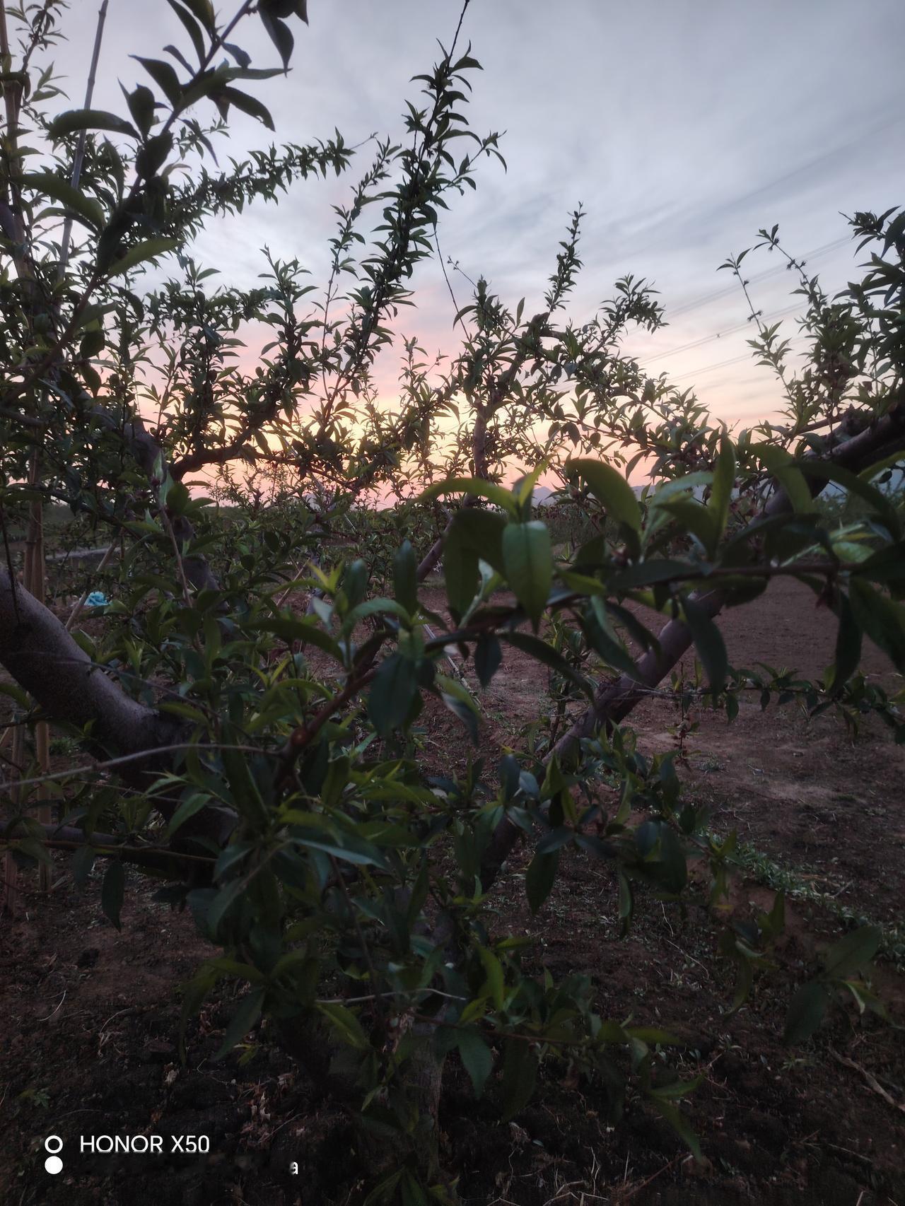 春日生活打卡季春天来了，万物复苏，桃树开花的季节过去了，现在正是坐果的好时节，各