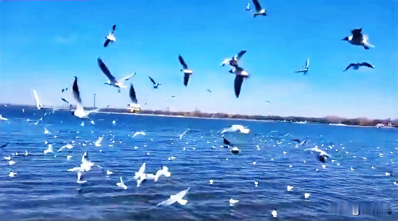 今年的海鸥超级多，你说大连，青岛的海鸥多也不难理解，毕竟这2个城市都是海滨城市，