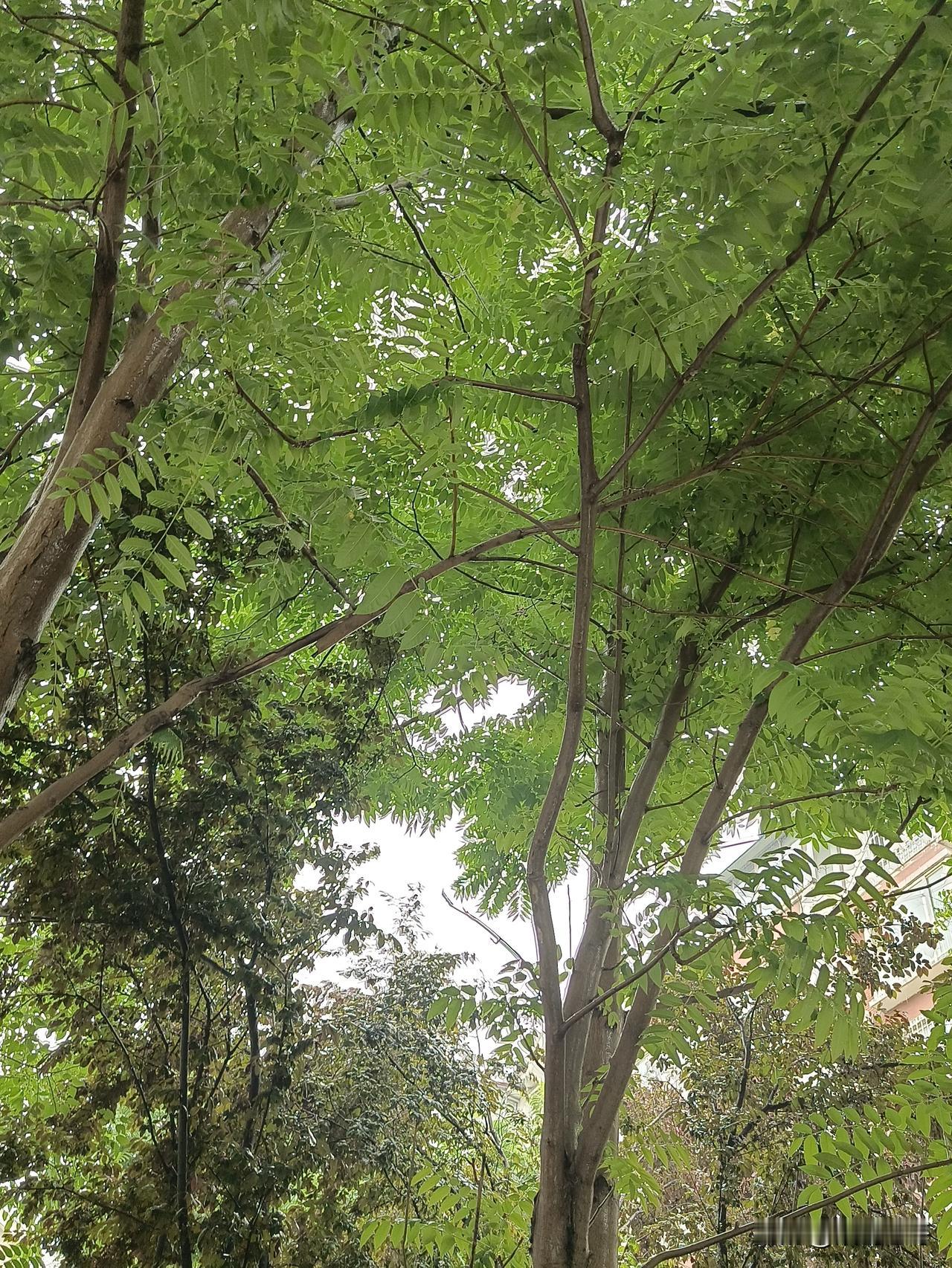 忆秦娥·浅夏夜雨
（冯延巳体）
云暗暗。夜雨淋庭院。
漫漫。帘外潇潇灯影乱。
心