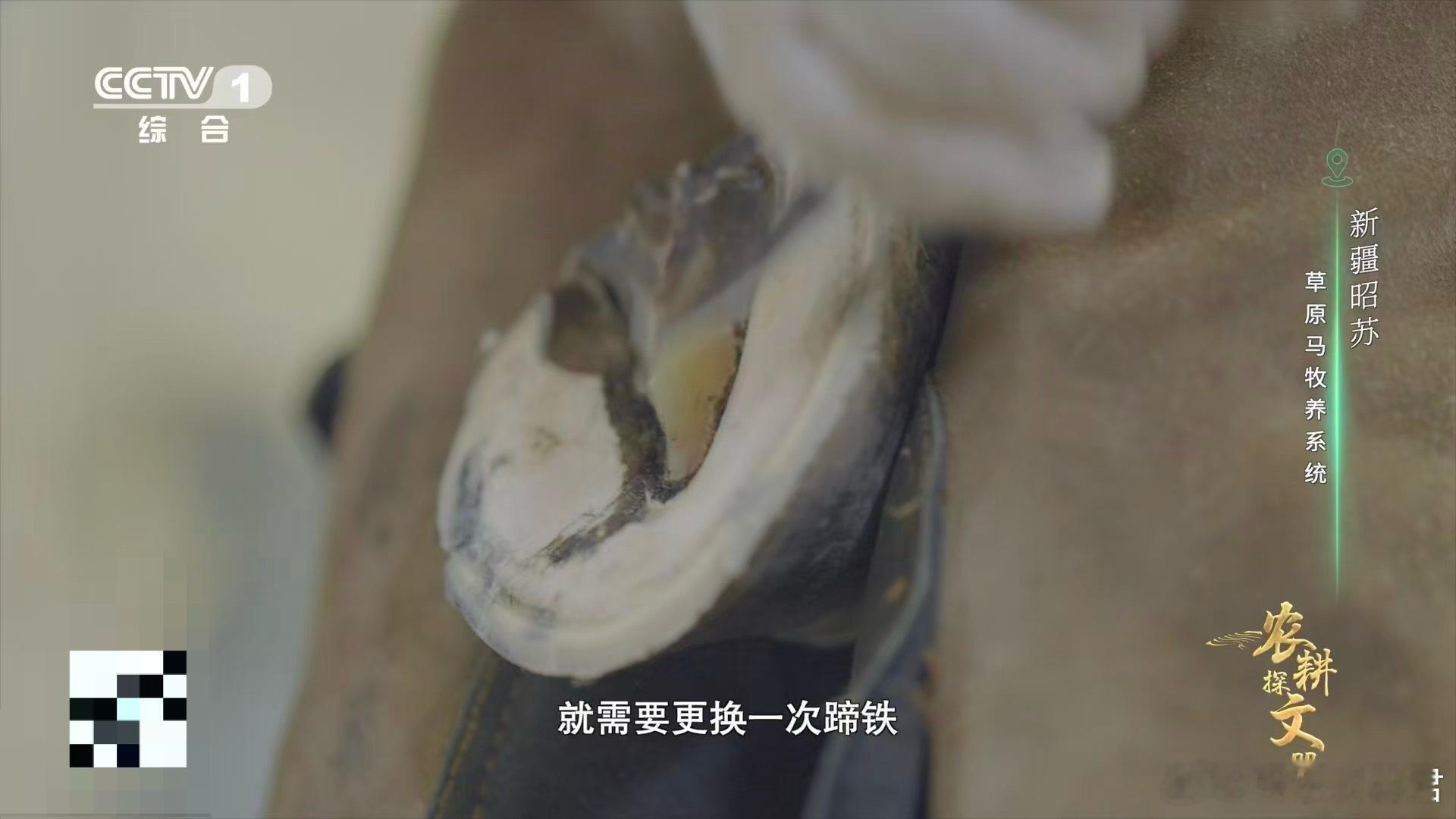 钉蹄师的讲究藏在细节里：运动马换鞋勤，是因为要按蹄形修钉、钉子对准蹄白线，没实操