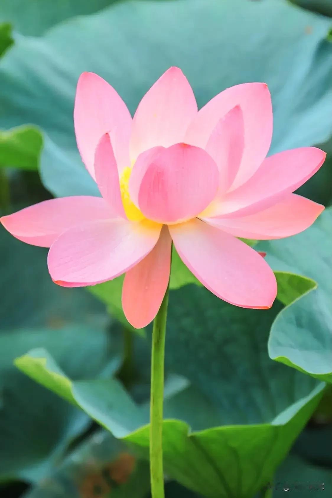 赏  荷（二首）：
一，
山浮淡雾水飘纱，
月探云窗赏藕花。
更有清风来逗趣，
