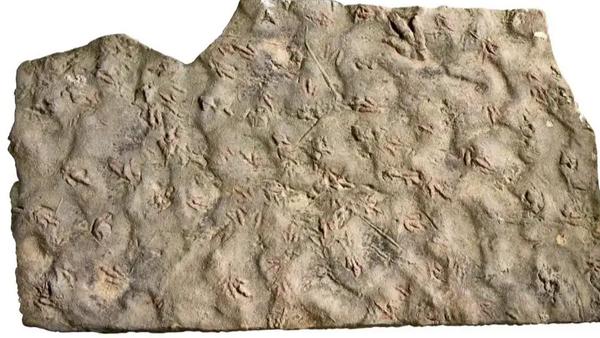 四川富顺县两位村民在1998年发现的石块，经过自贡恐龙博物馆专家确认，实际上是约