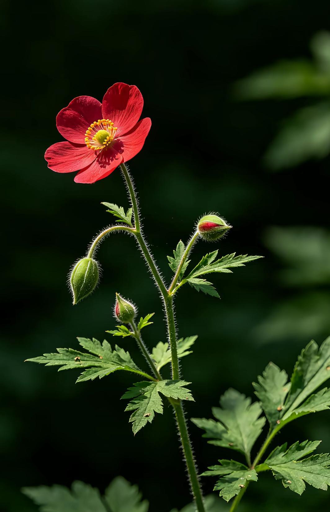 洋洋高锐～一段因果、吗◎有……时笑……了笑……自己痴情笑……芙蓉出水◎芙蓉……吗
