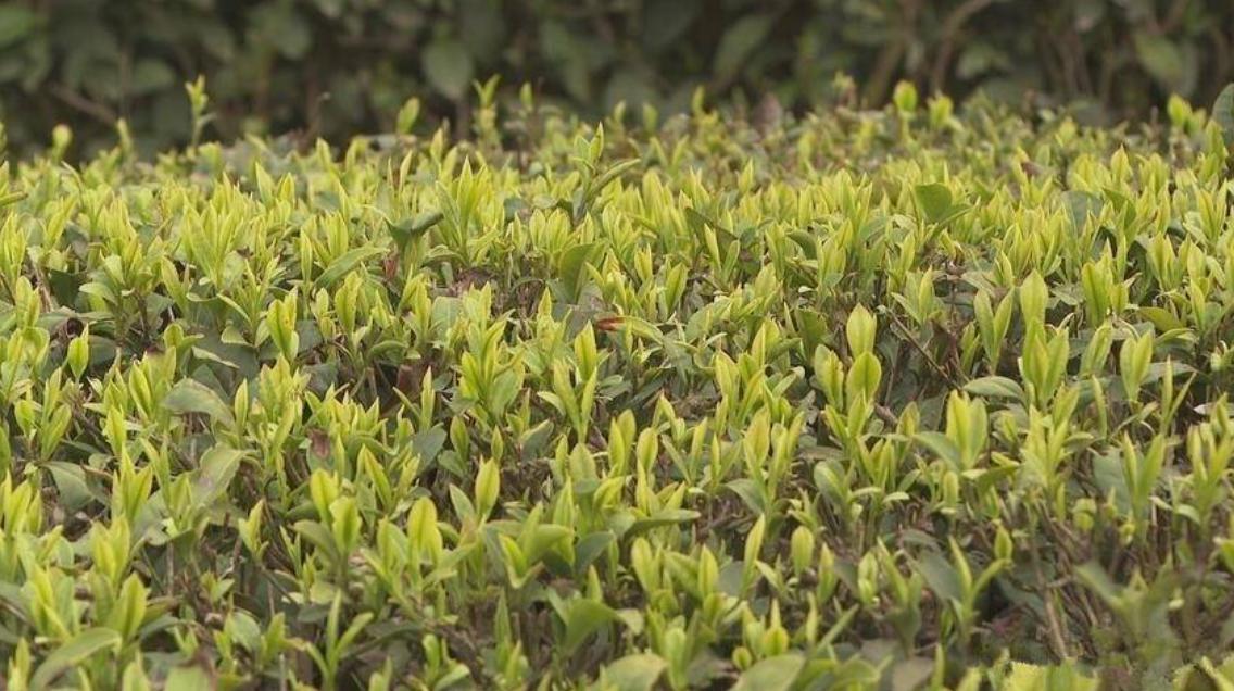 坚持站桩，身体健康！