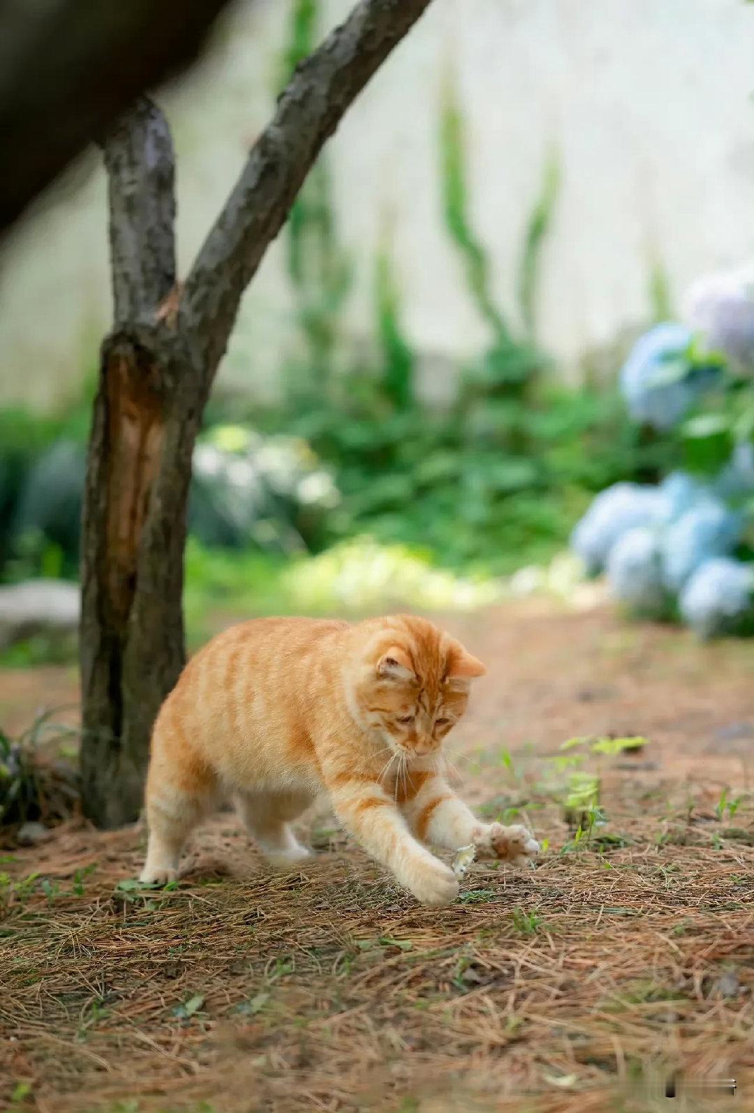 小猫扑蝴蝶！
