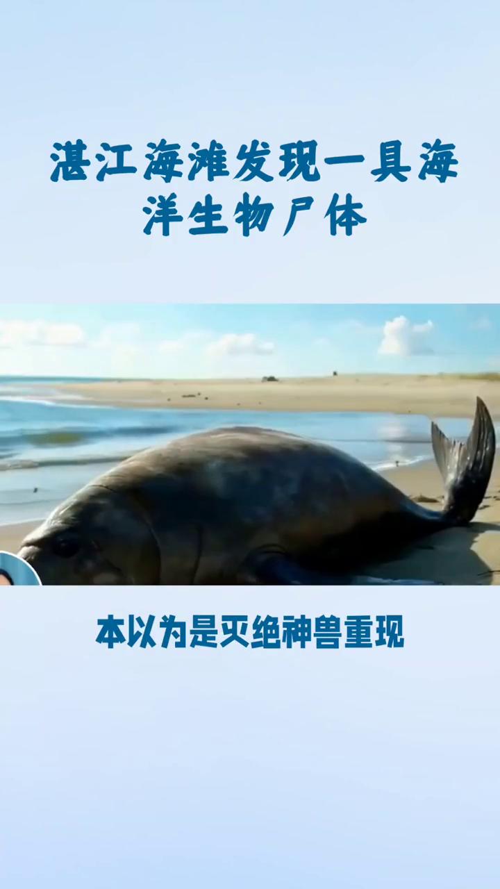 湛江海滩发现一具海洋生物尸体。
家人们，湛江海滩炸出大新闻，有人发现一具1米5多