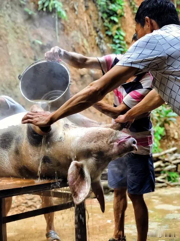 “泔水喂猪”被写入禁令 “泔水喂猪”被写进了禁令，《中华人民共和国生态环境法典》
