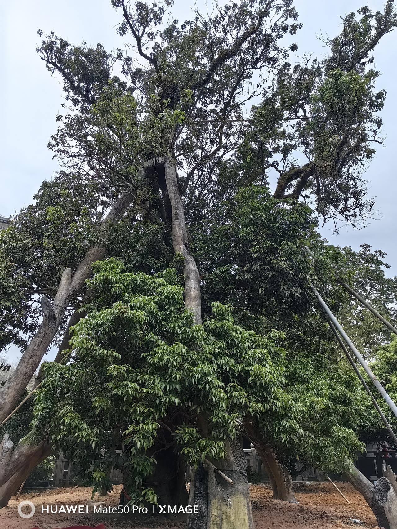 做一个浪漫的疯子，在晨光中燃烧灵魂的自由，在世俗的缝隙里私藏星辰。

挣脱枷锁，