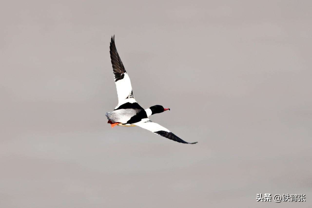 飞翔的秋沙鸭（拍摄于平谷西峪大桥）